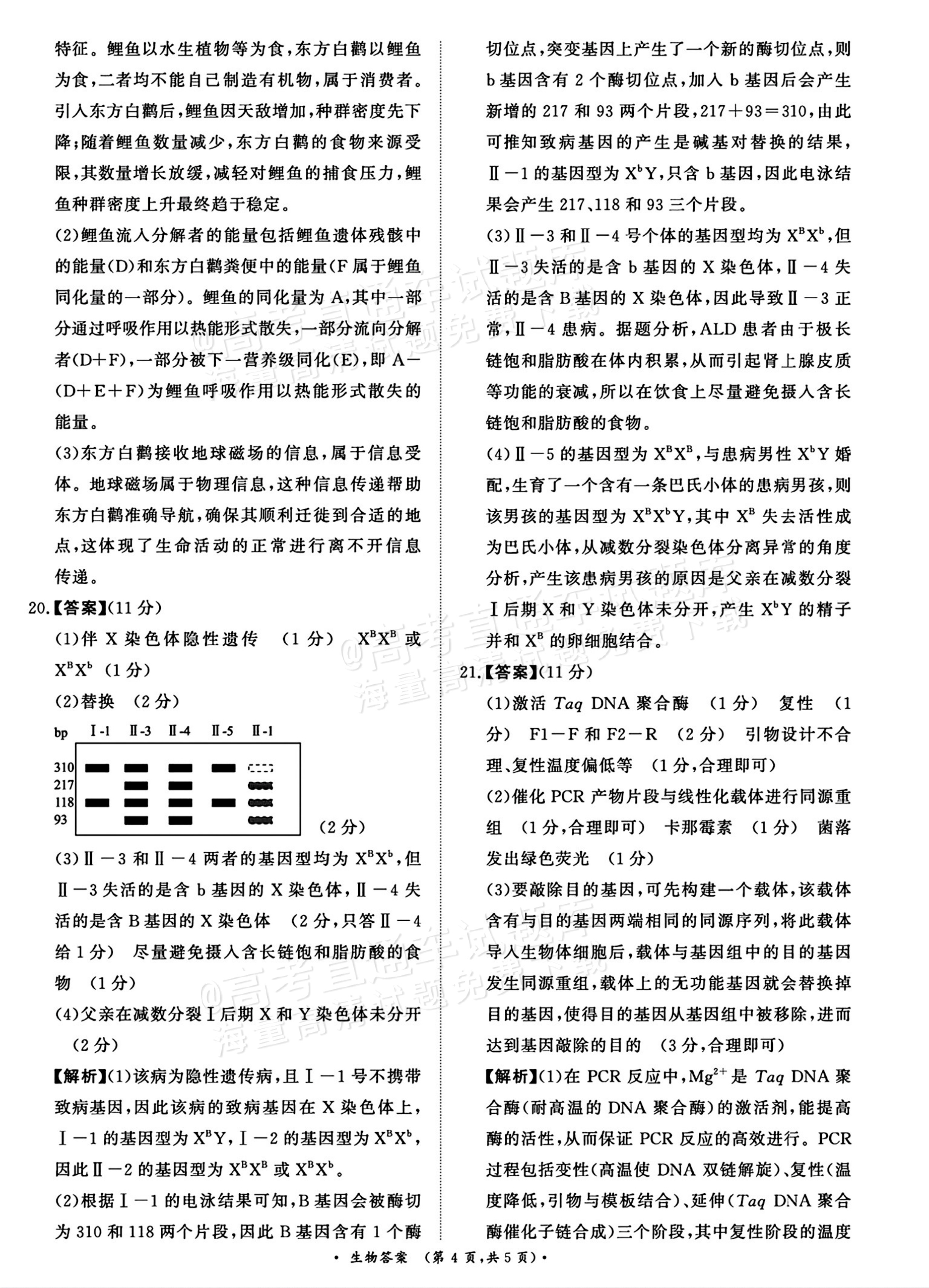 2026河南青桐鸣高三9.28联考生物试题及参考答案 第12页