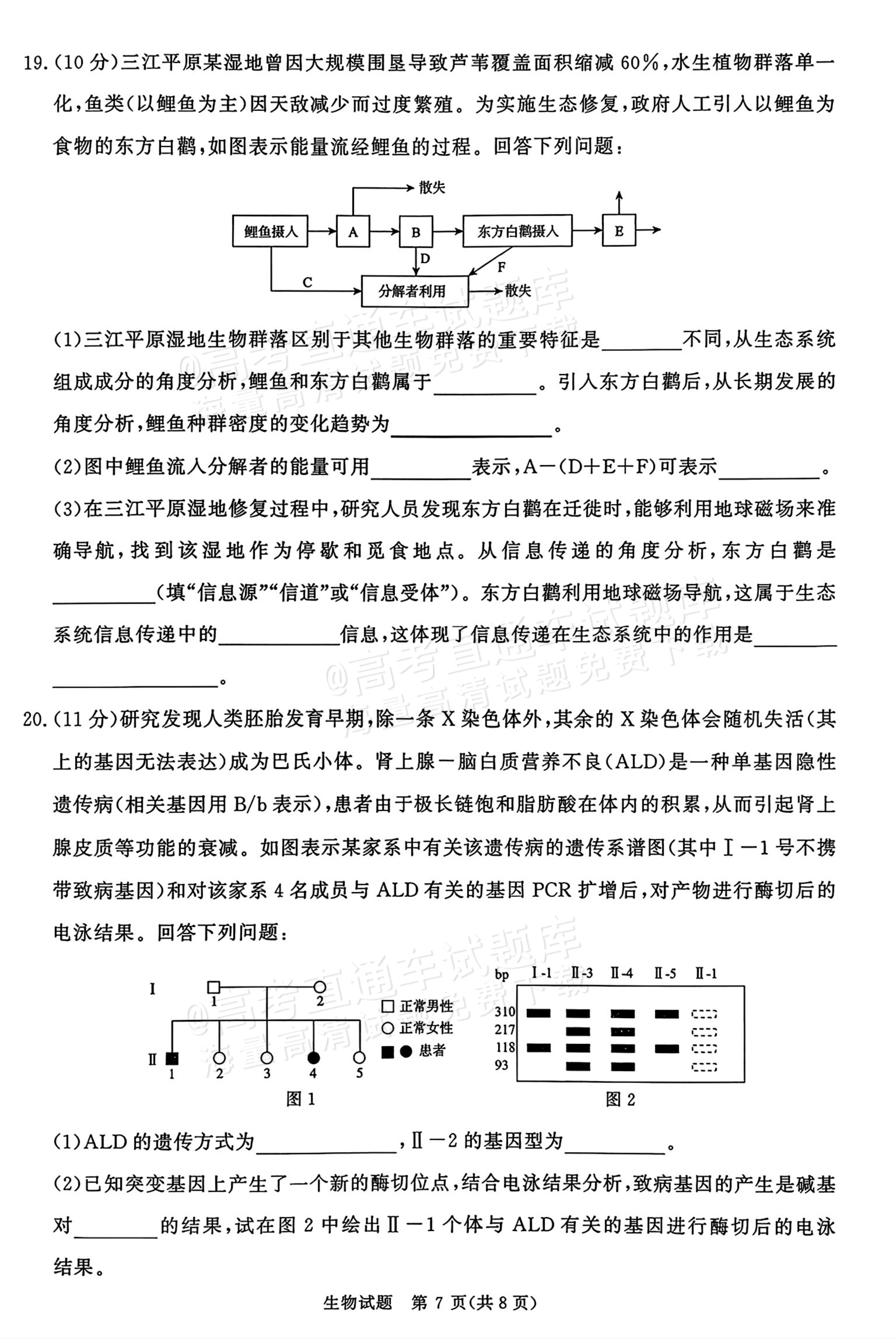 2026河南青桐鸣高三9.28联考生物试题及参考答案 第7页