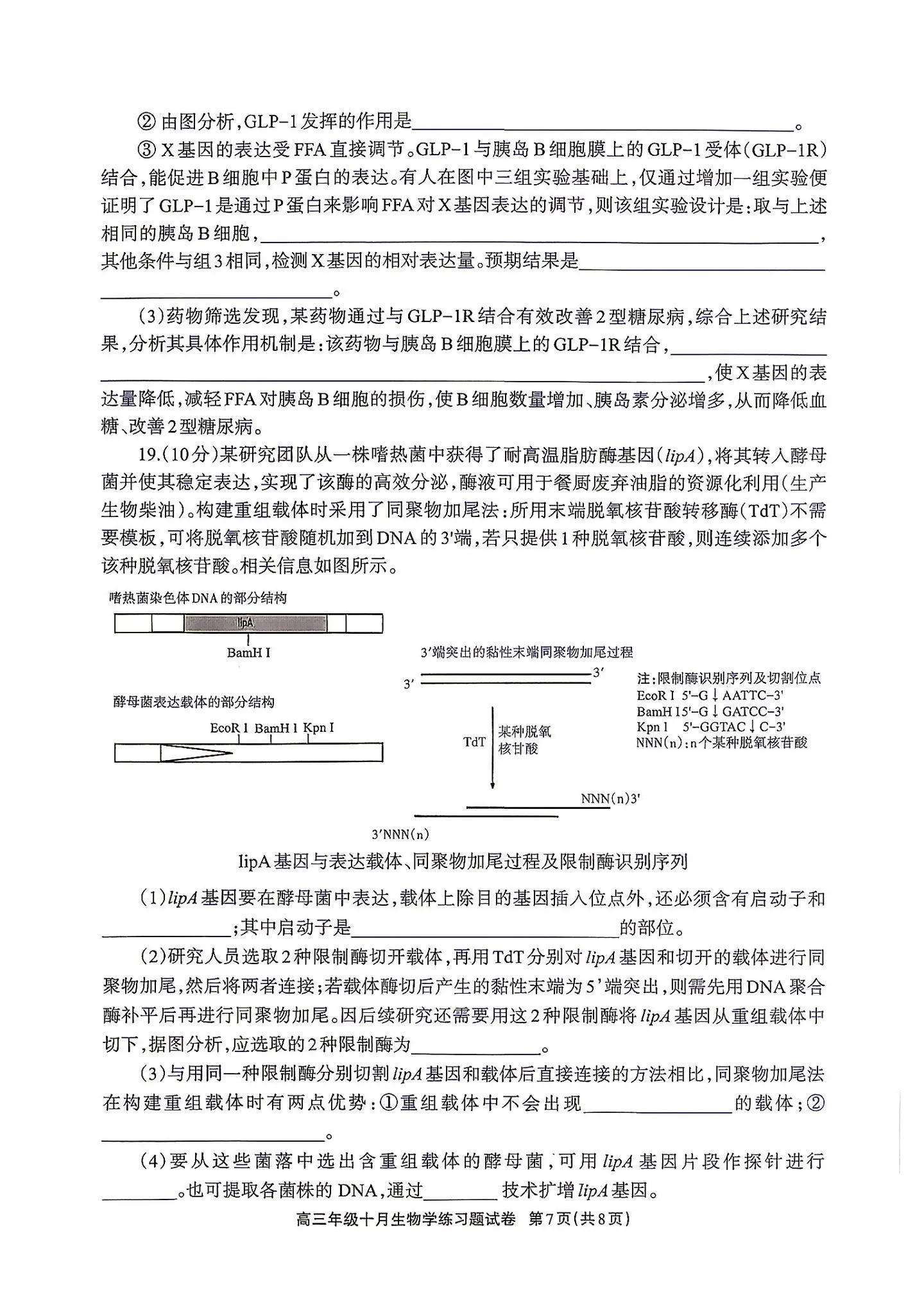 2027德阳高三10月联考生物试题 第7页
