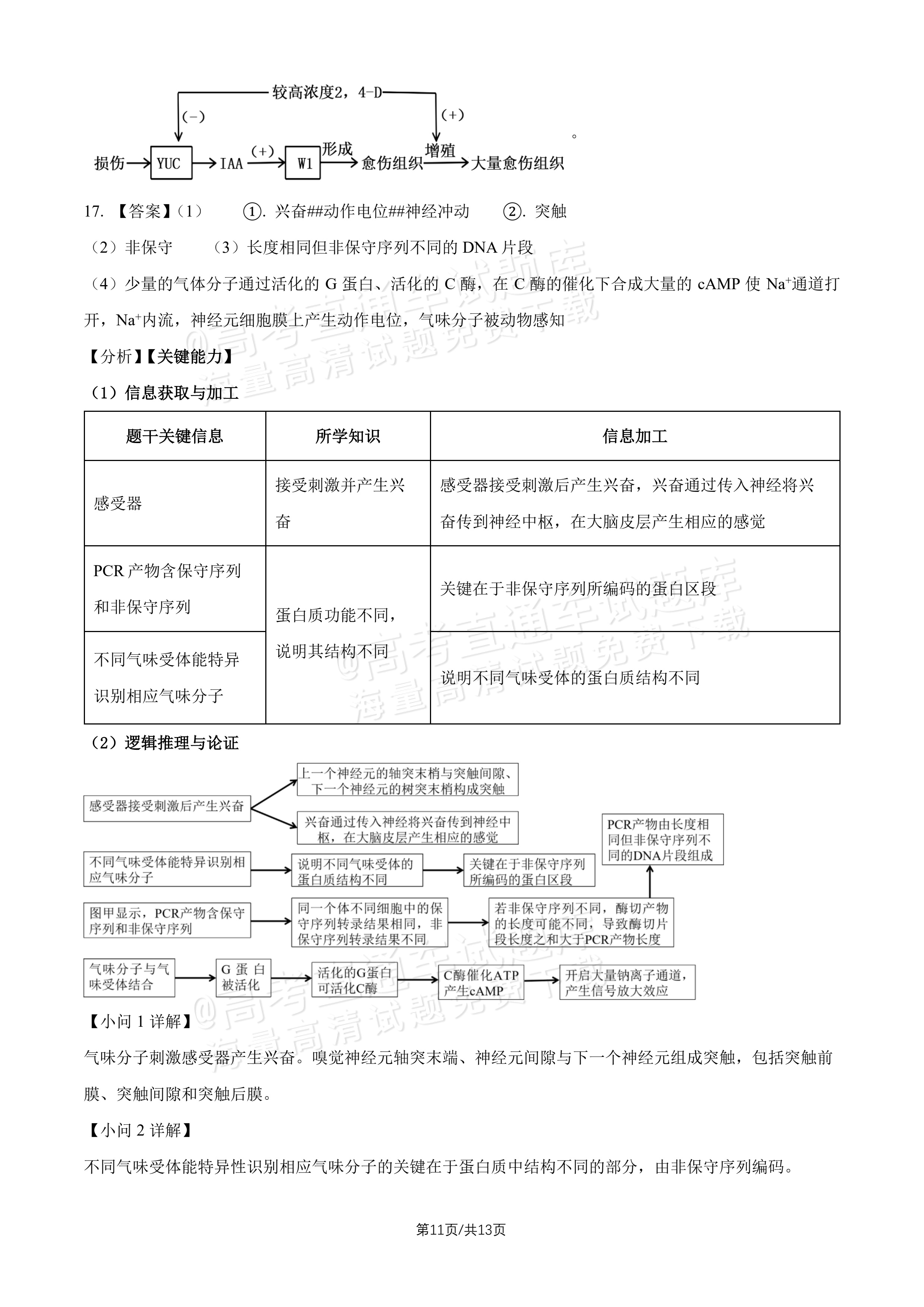 2027北师大附中高三上开学考生物试题及参考答案 答案 第2页