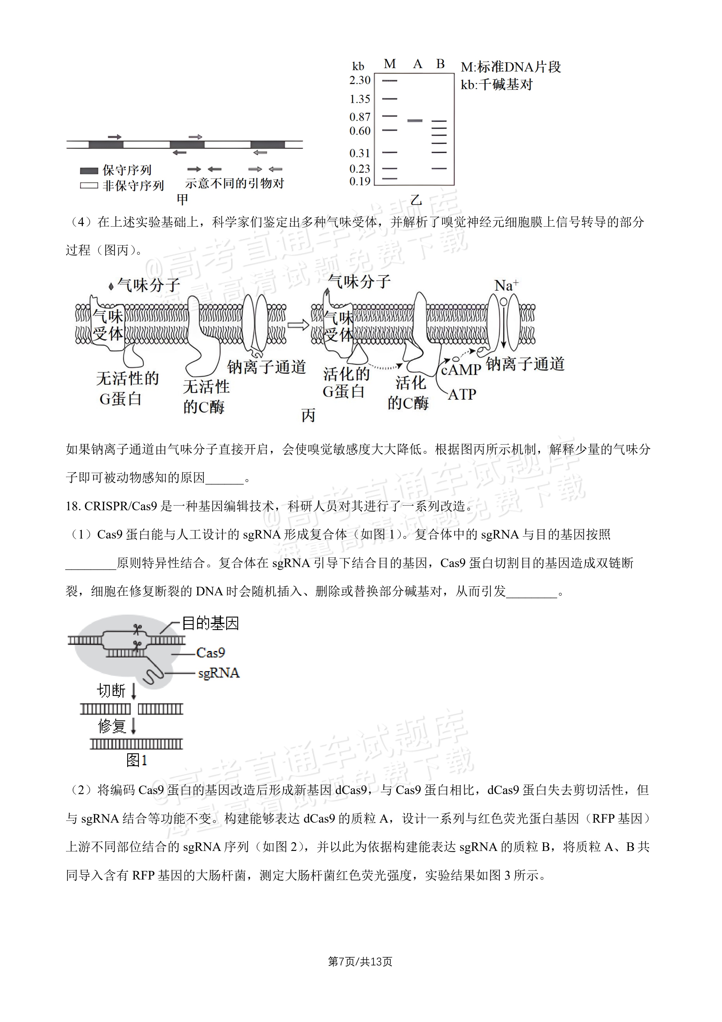 2027北师大附中高三上开学考生物试题及参考答案 第7页
