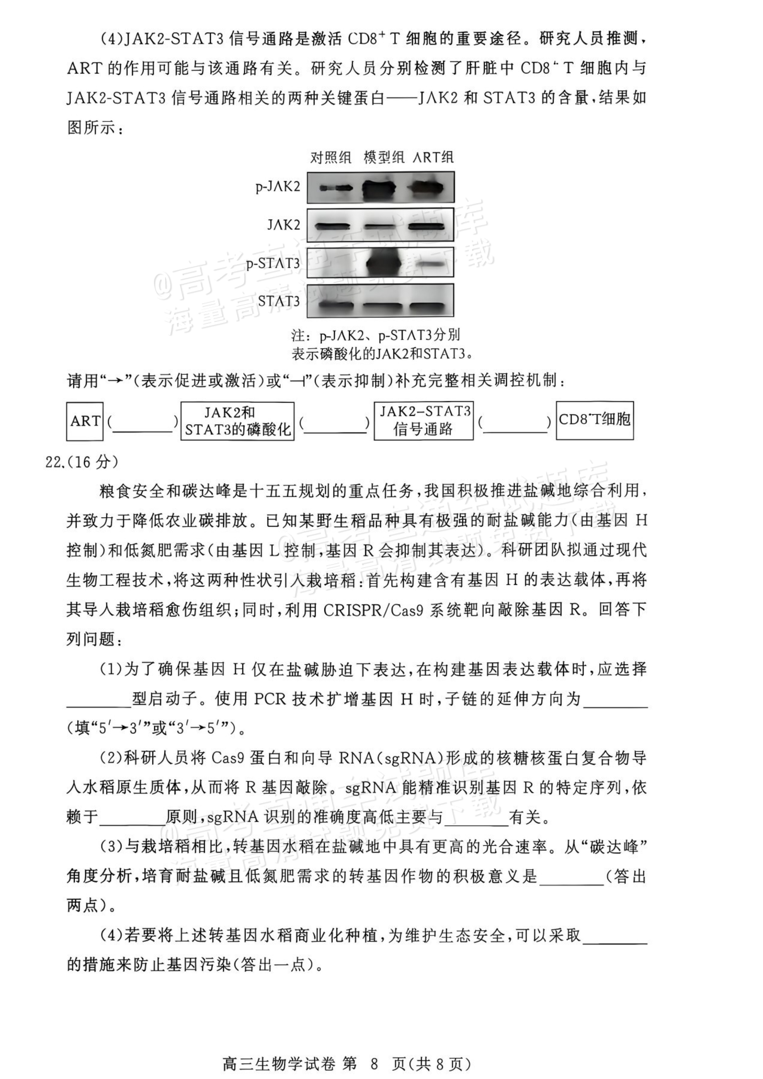 2027湖北鄂州高三9月联考生物试题及参考答案 第8页
