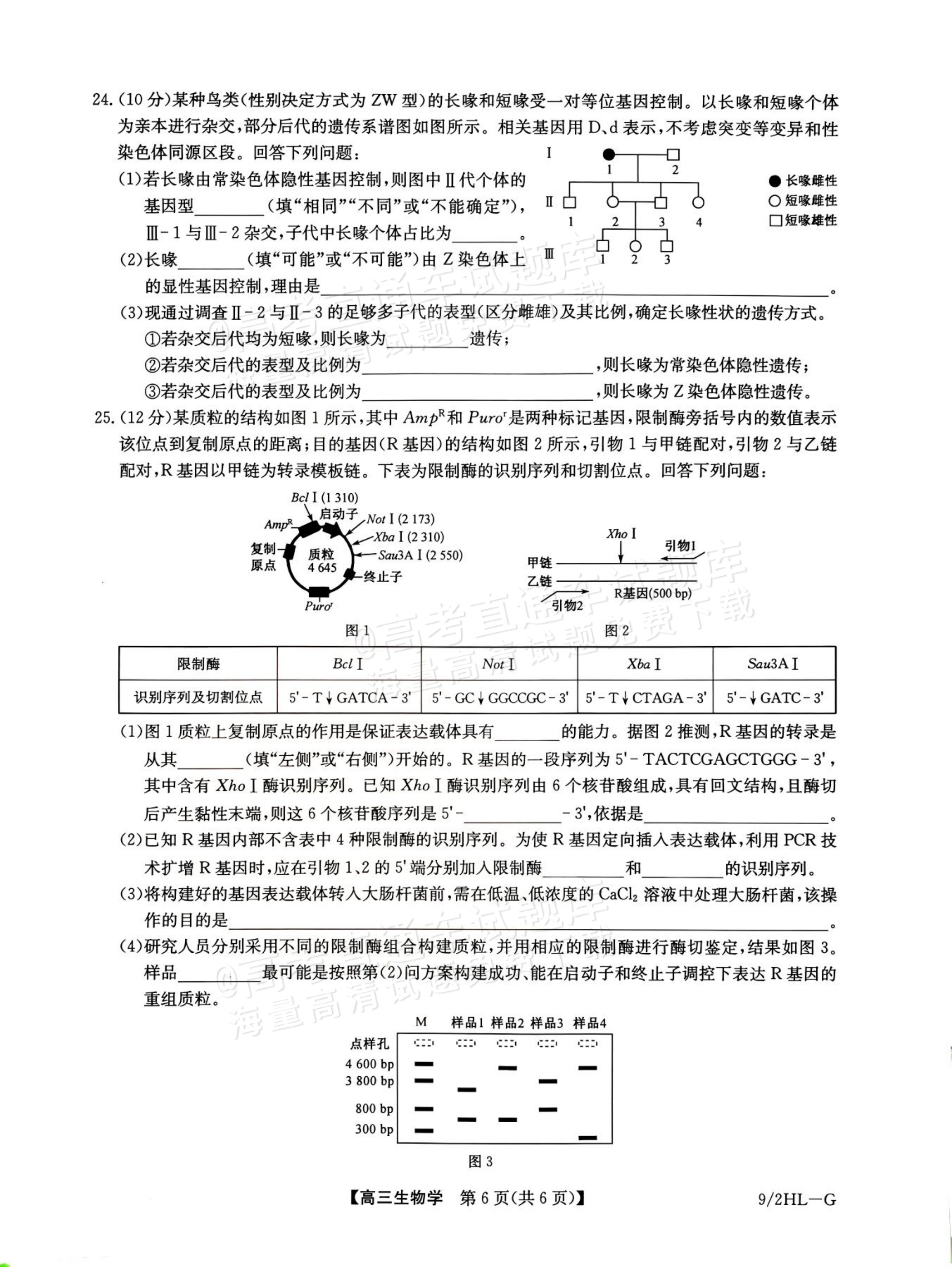 2027九师联盟高三10月联考（9/2X-G）生物试题及参考答案 第6页