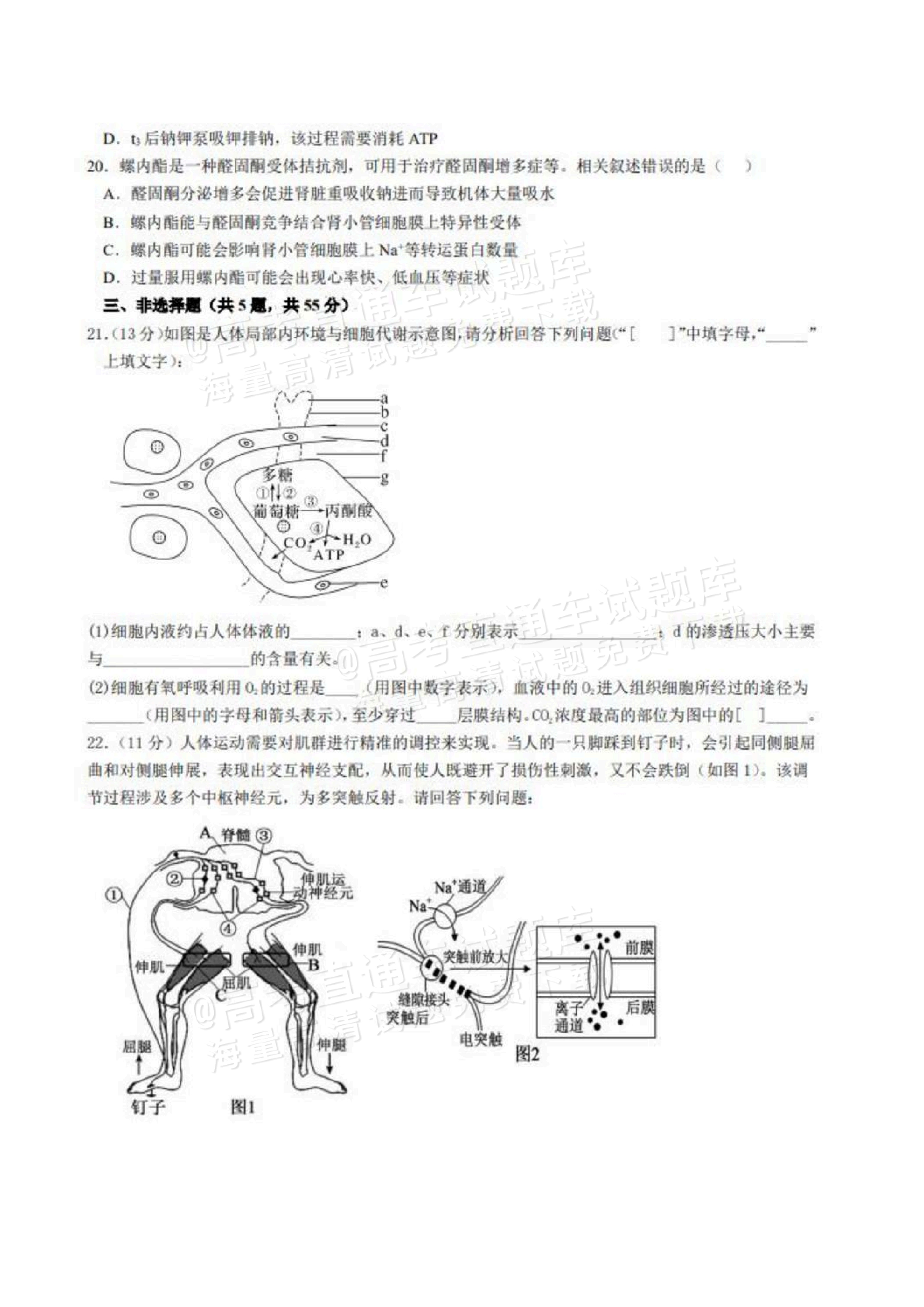 2027山东德州市夏津第一中学高二上第一次月考生物试题及参考答案 第6页