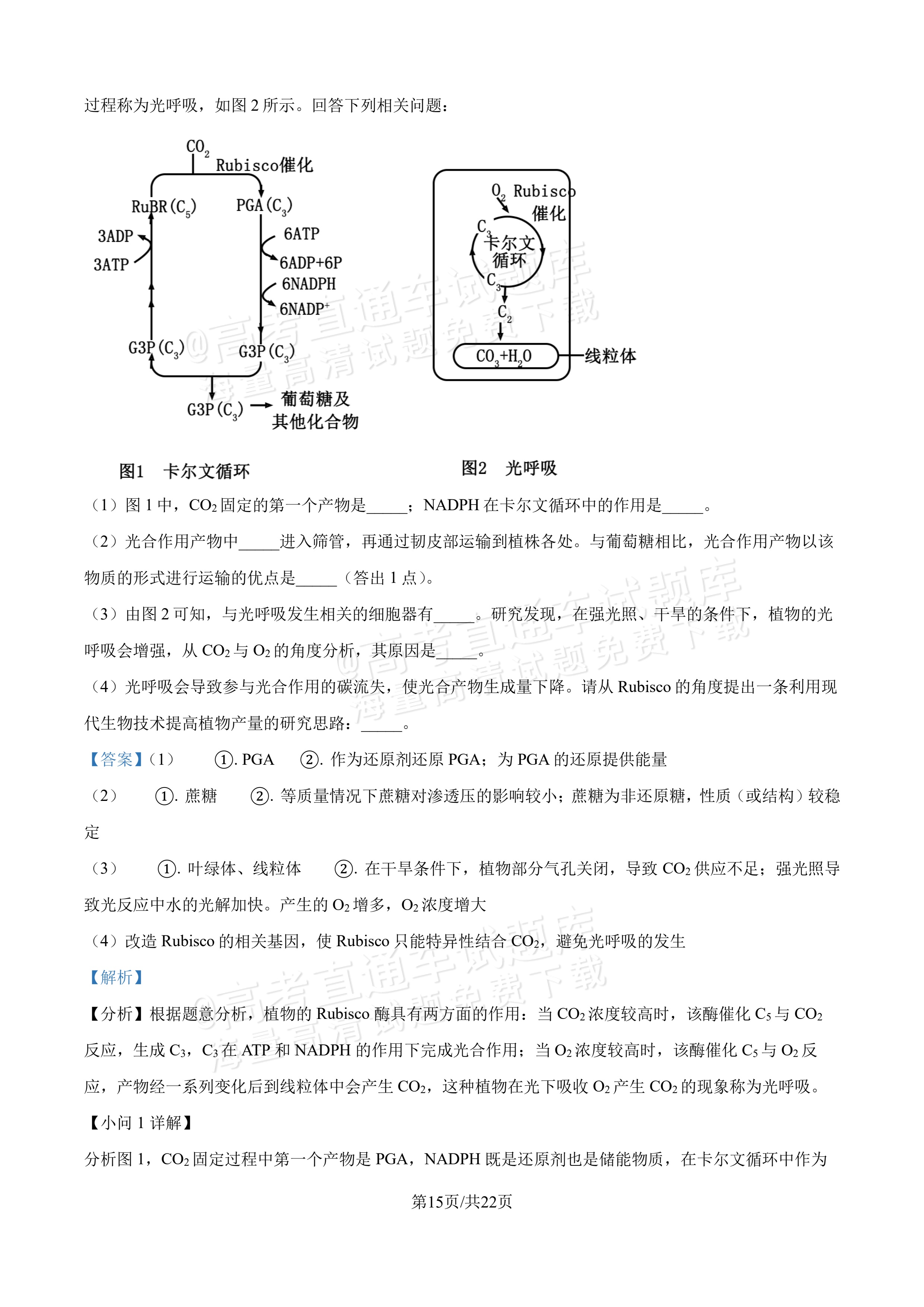 2027吉林长春第二中学高三10月调研测试生物参考答案 答案 第15页