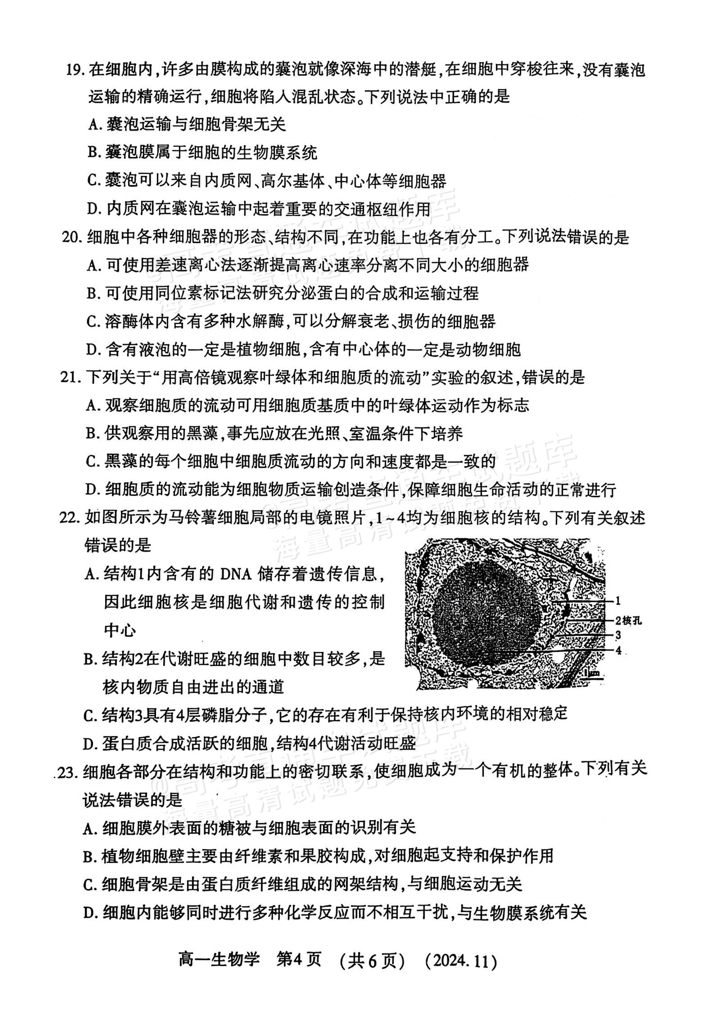 2025河南洛阳高一期中考生物试题及参考答案 第4页