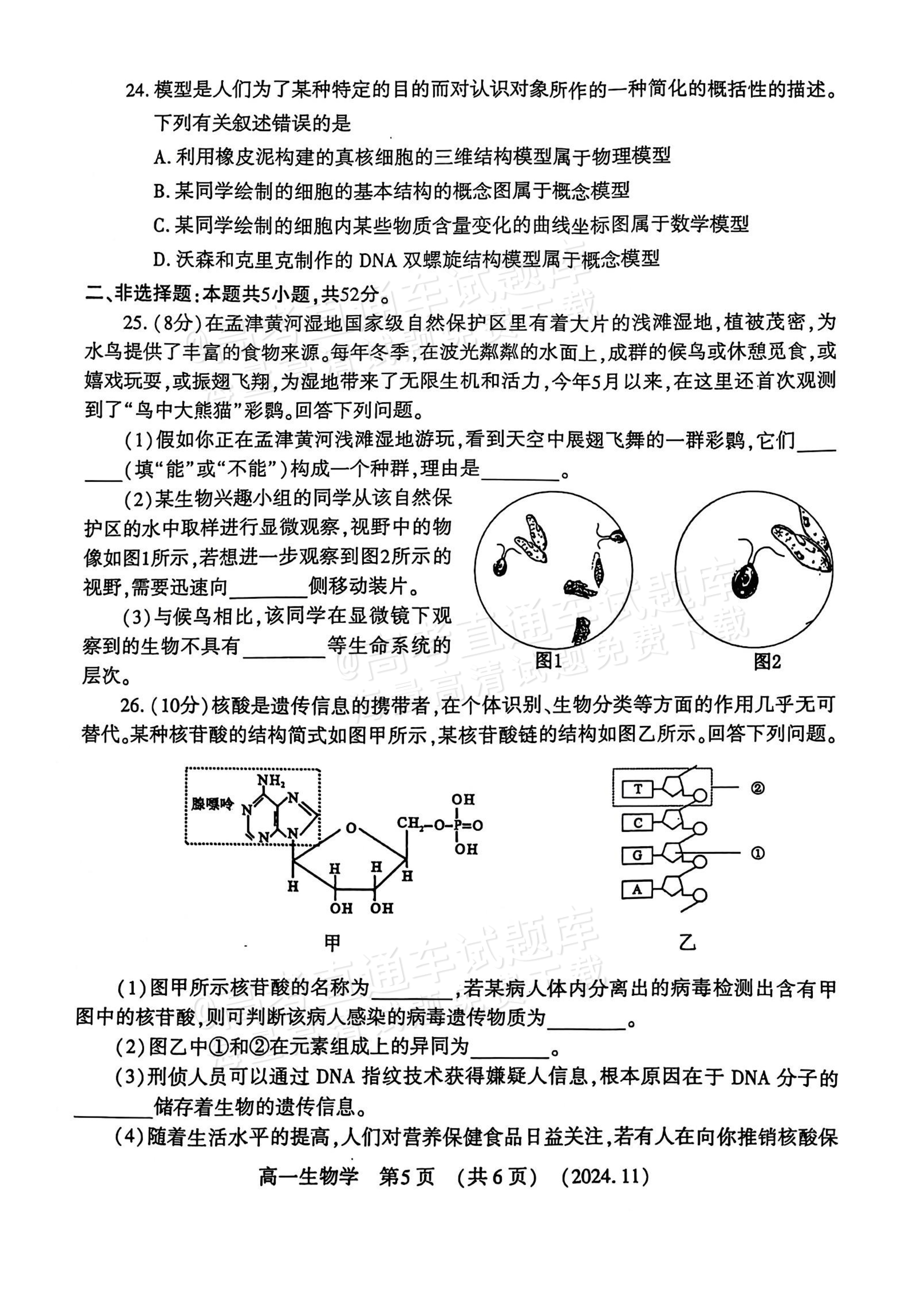 2025河南洛阳高一期中考生物试题及参考答案 第5页