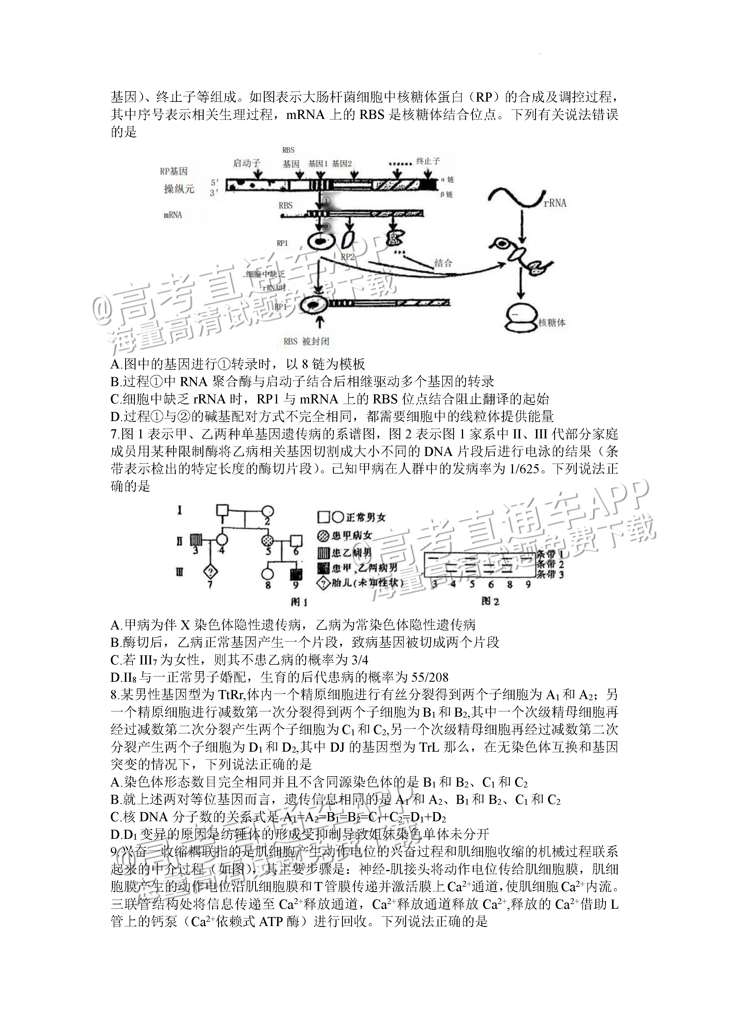 2023重庆八中高三下学期全真模拟考（二模）生物试题及参考答案 第2页
