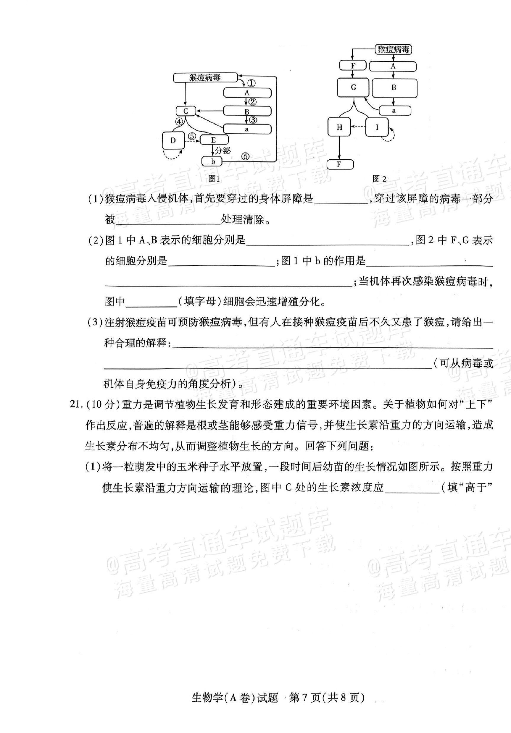 2025皖豫天一高二上学期期中大联考生物试题及参考答案 第7页