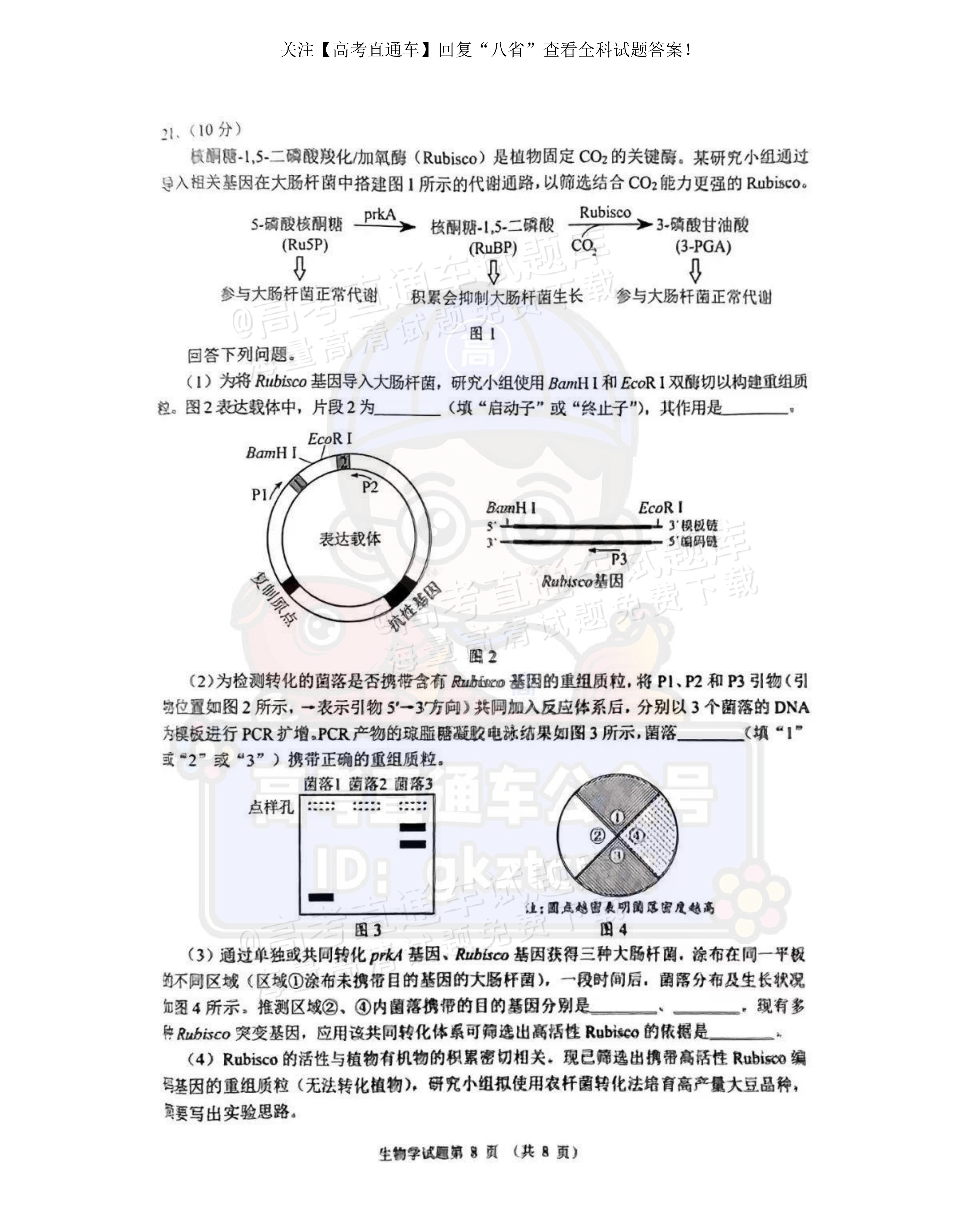 2025【八省联考河南卷】全国新高考适应性演练生物试题及参考答案 第8页