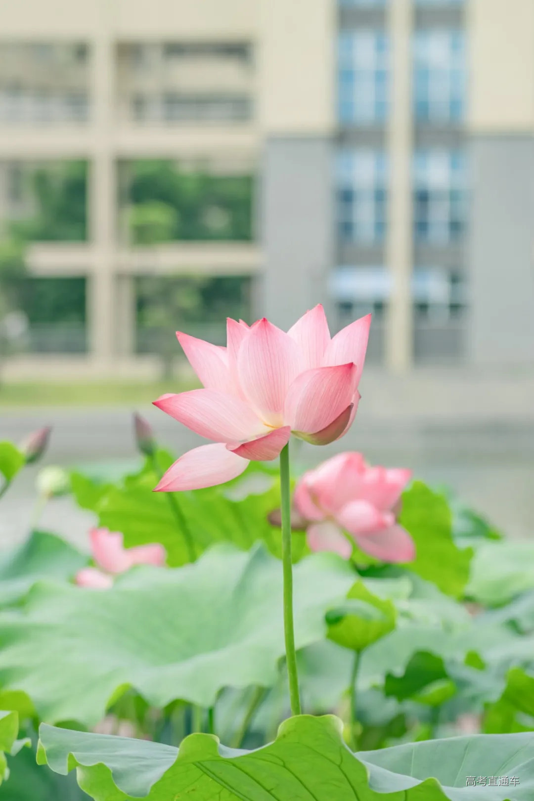 梁韦雨摄 (14).JPG