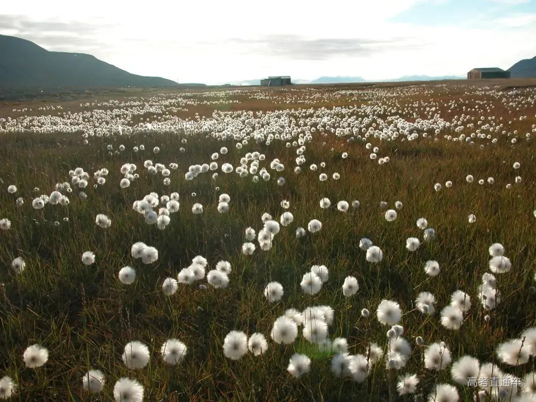 文化随行-【科技周特刊】北极的奇异花卉