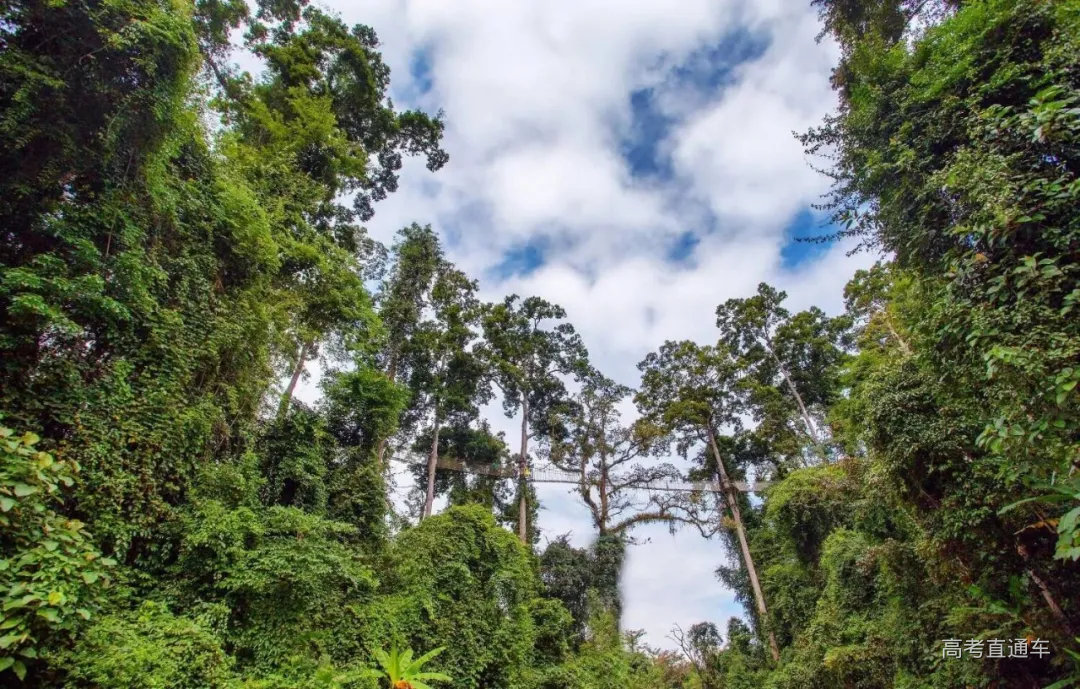 热带雨林介绍,热带雨林丛林_大山谷图库