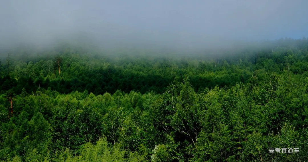 大兴安岭林区图片,图片(第4页)_大山谷图库