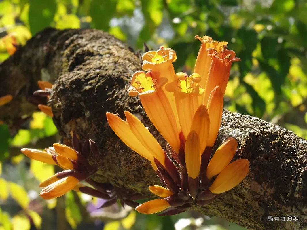 走进西双版纳热带雨林:奇特植物开黑色花(图)_科学探索_科技时代_新浪网