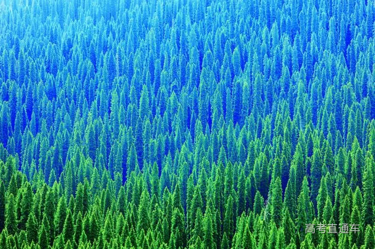 阿尔泰山分布最为广泛的当属西伯利亚落叶… - 堆糖,美图壁纸兴趣社区