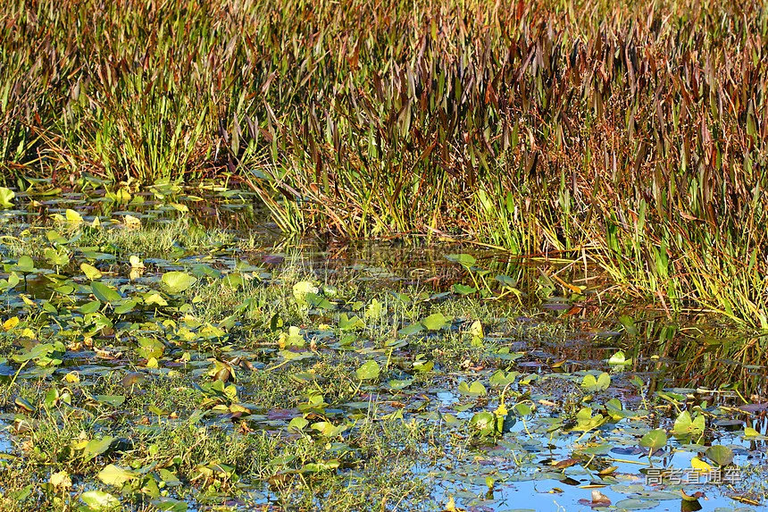 湿地植被 佛罗里达州植物软垫环境植物学土地百合池塘沼泽高清图片下载-正版图片320693074-摄图网