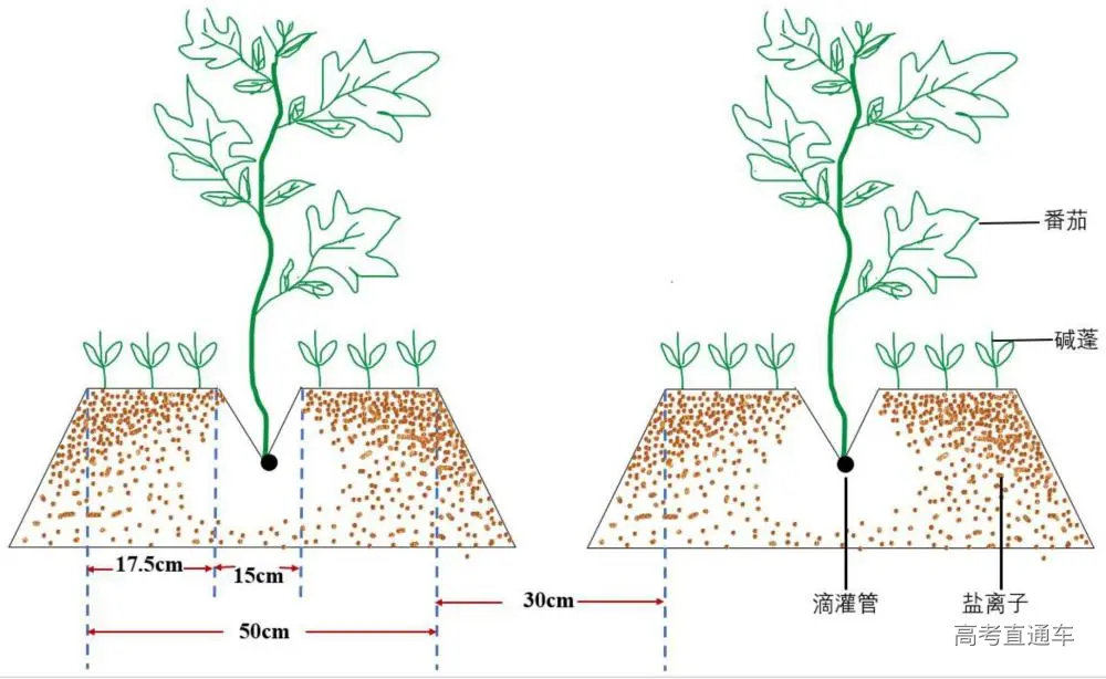 一种盐碱地的设施栽培种植方法和应用