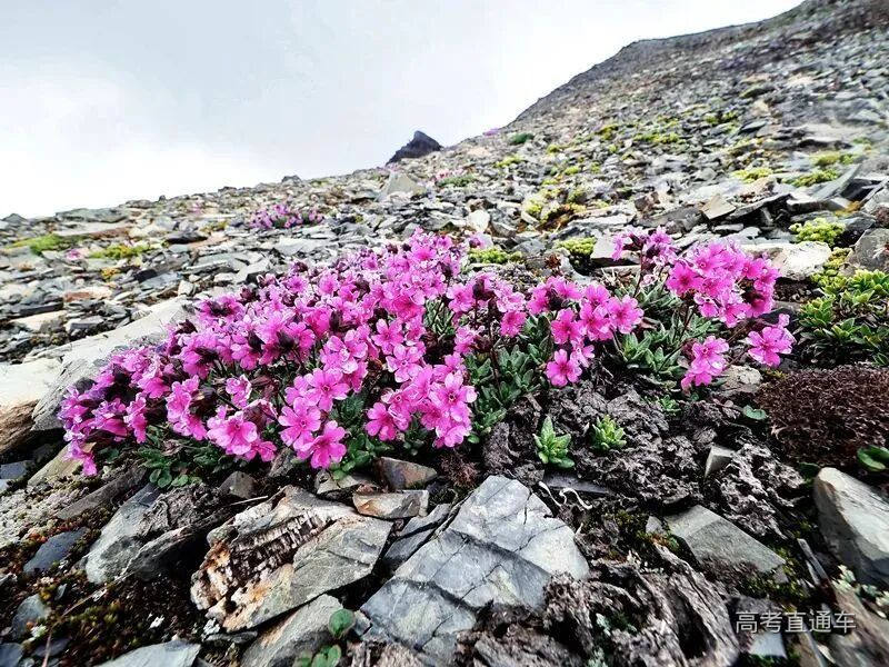 生态云南 | 这场摄影展,带你品鉴最接近雪线的植物精灵 - 中国自然保护区生物标本资源共享平台
