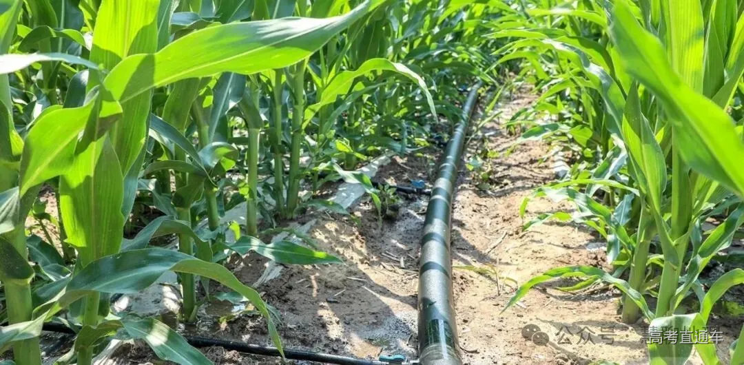 黄土高原水分利用效率动态及其对干旱和地表温度的响应
