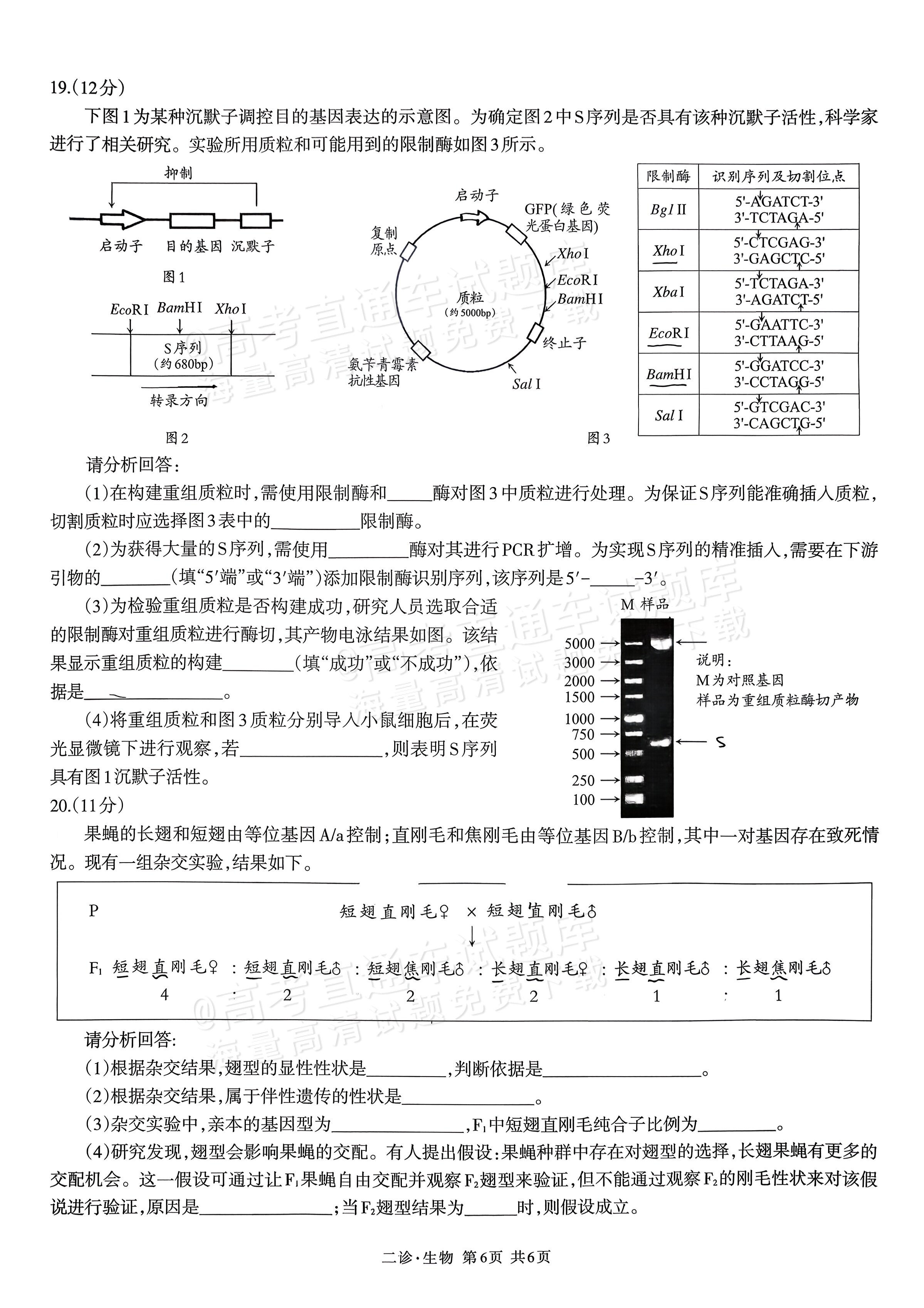 2026泸州二诊生物试题及参考答案 第6页
