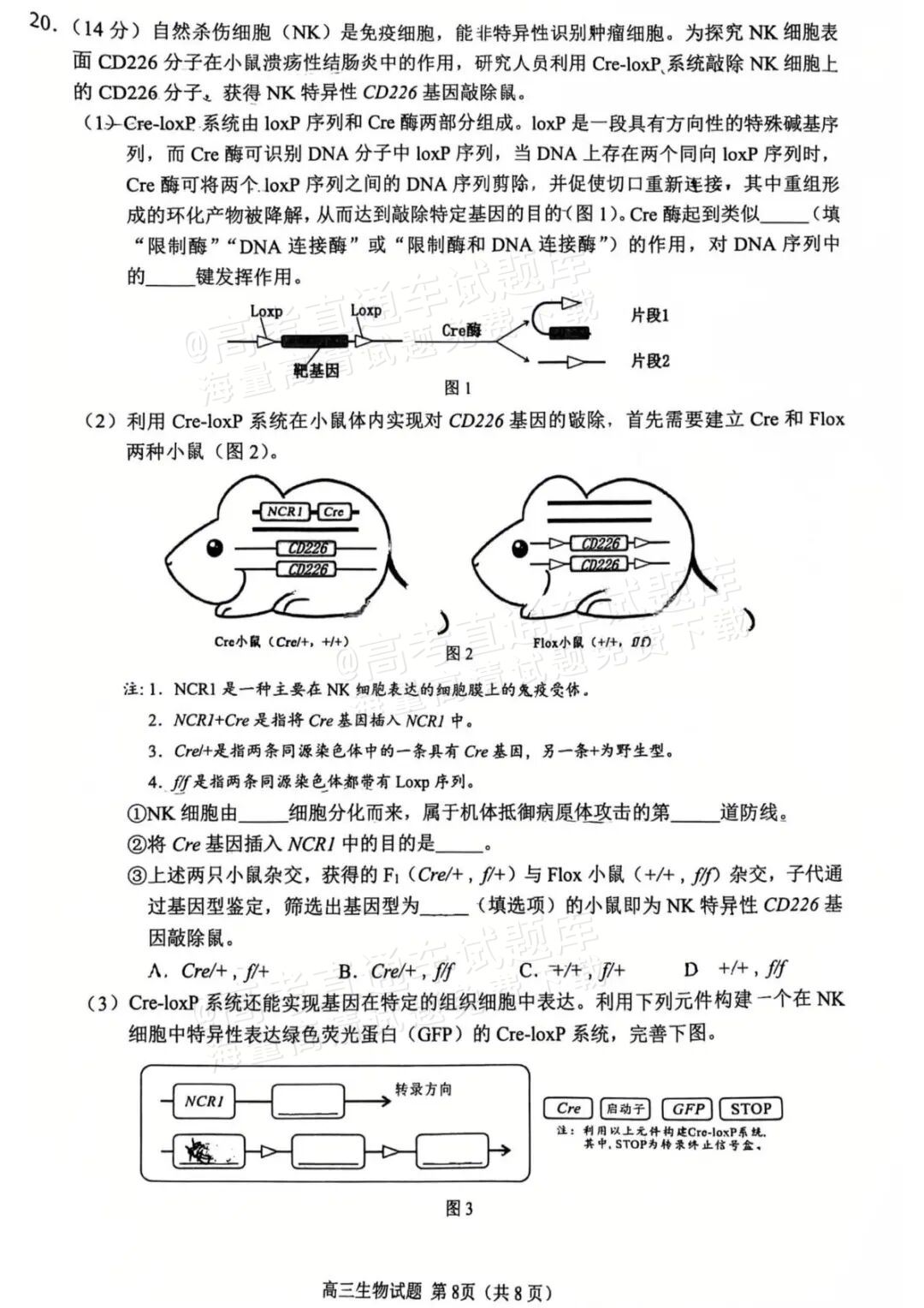2026泉州二检生物试题及参考答案 第8页