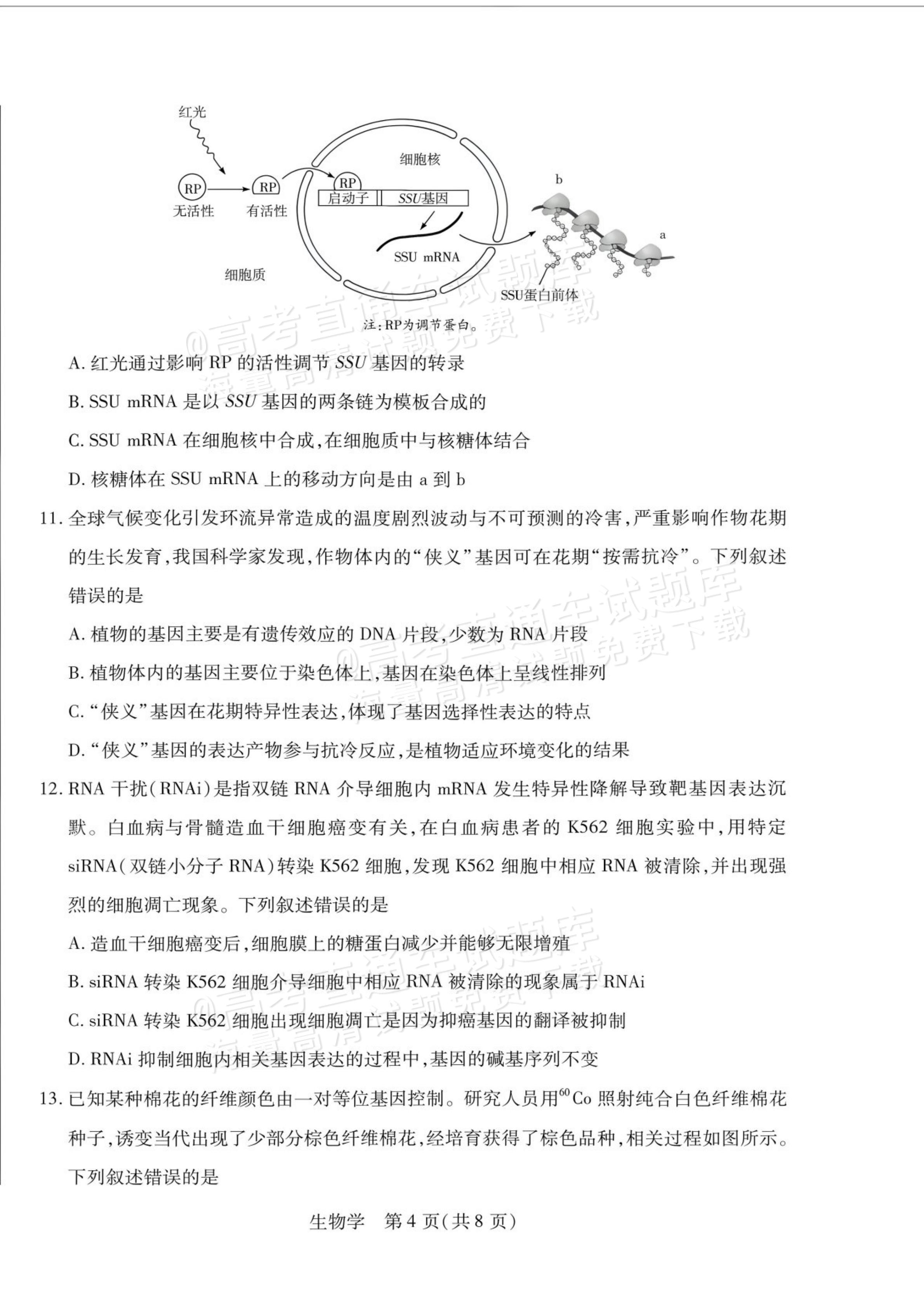 2027安徽省县中联盟高二10月联考生物试题及参考答案 答案 第4页