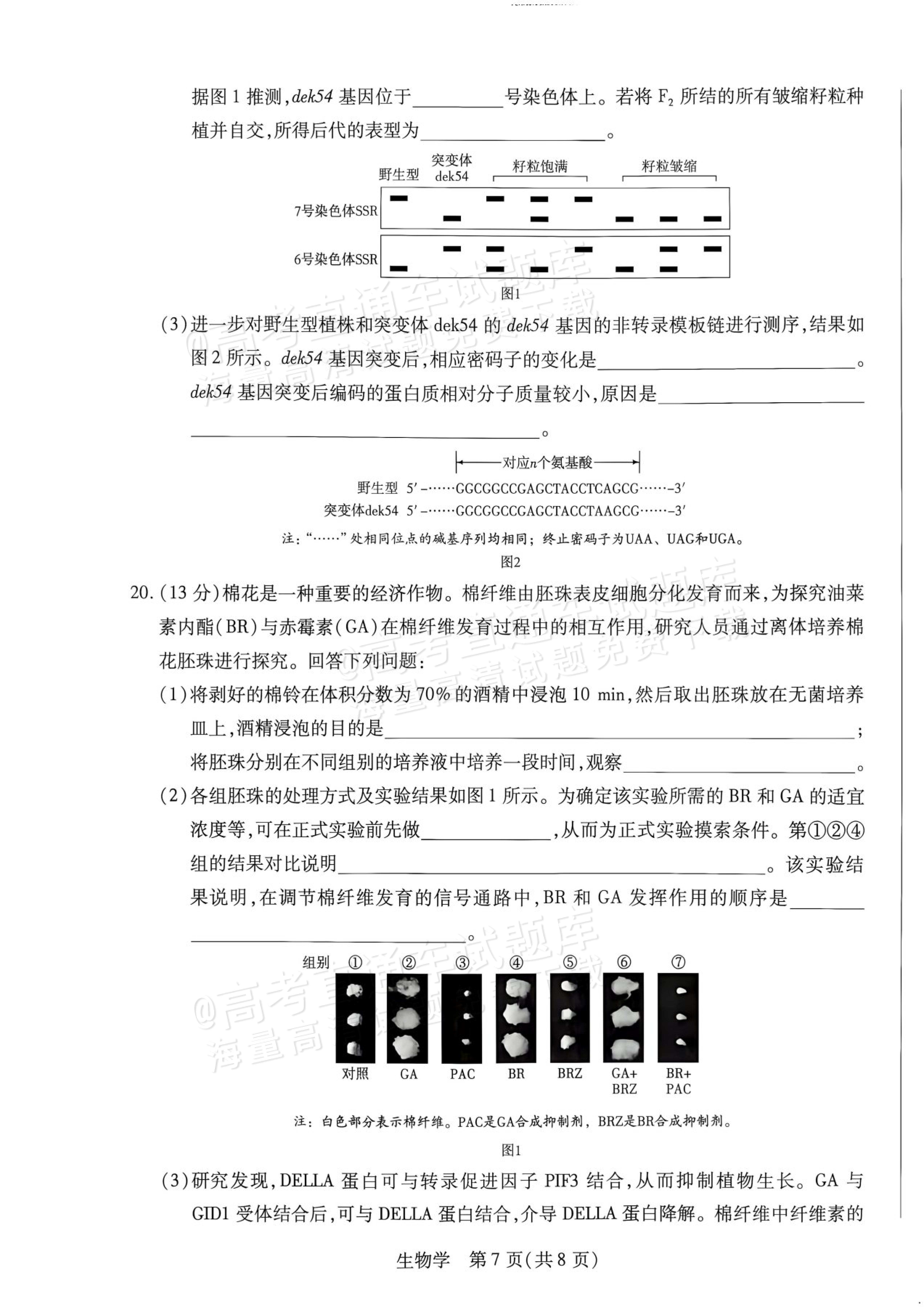 2027湖南湘一名校联盟高三10月联考生物试题及参考答案 第7页